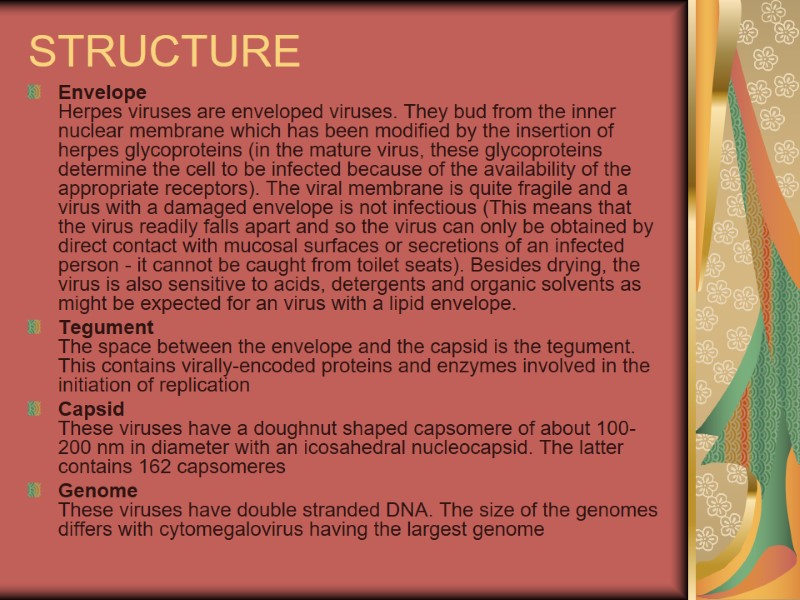 STRUCTURE Envelope Herpes viruses are enveloped viruses. They bud from the inner nuclear membrane